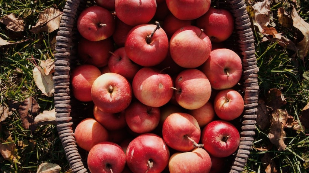 האם כלבים יכולים לאכול פריטי תפוחים?
